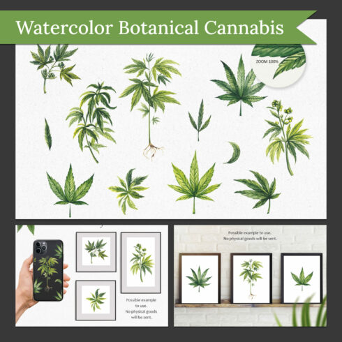 Watercolor Botanical Cannabis sublimation, marihuana PNG.