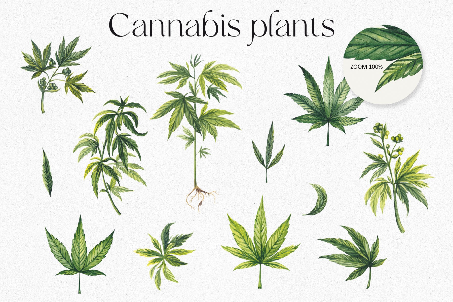 Cannabis plants Cover.