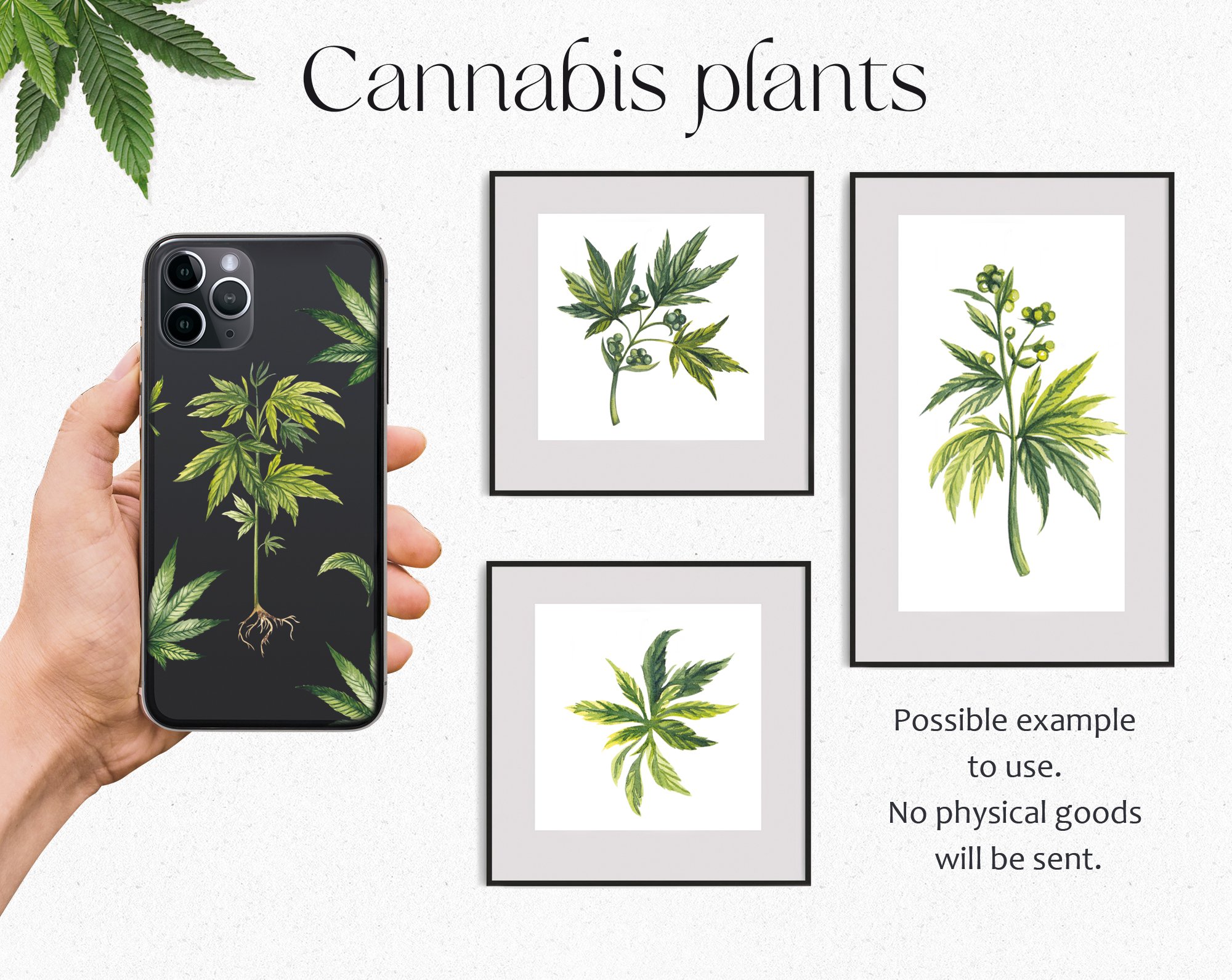 Cannabis plants on the iPhone case.