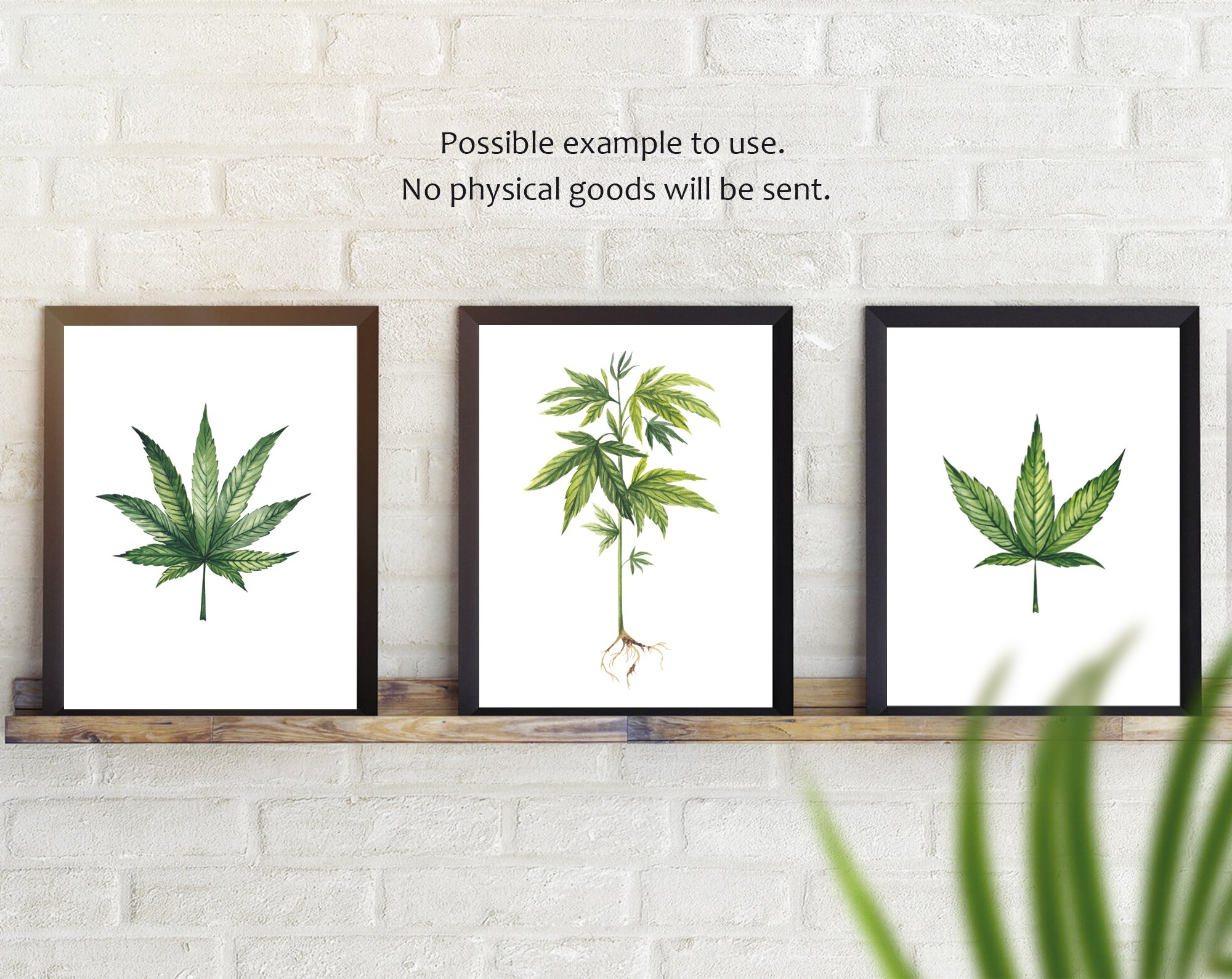 Cannabis plants.