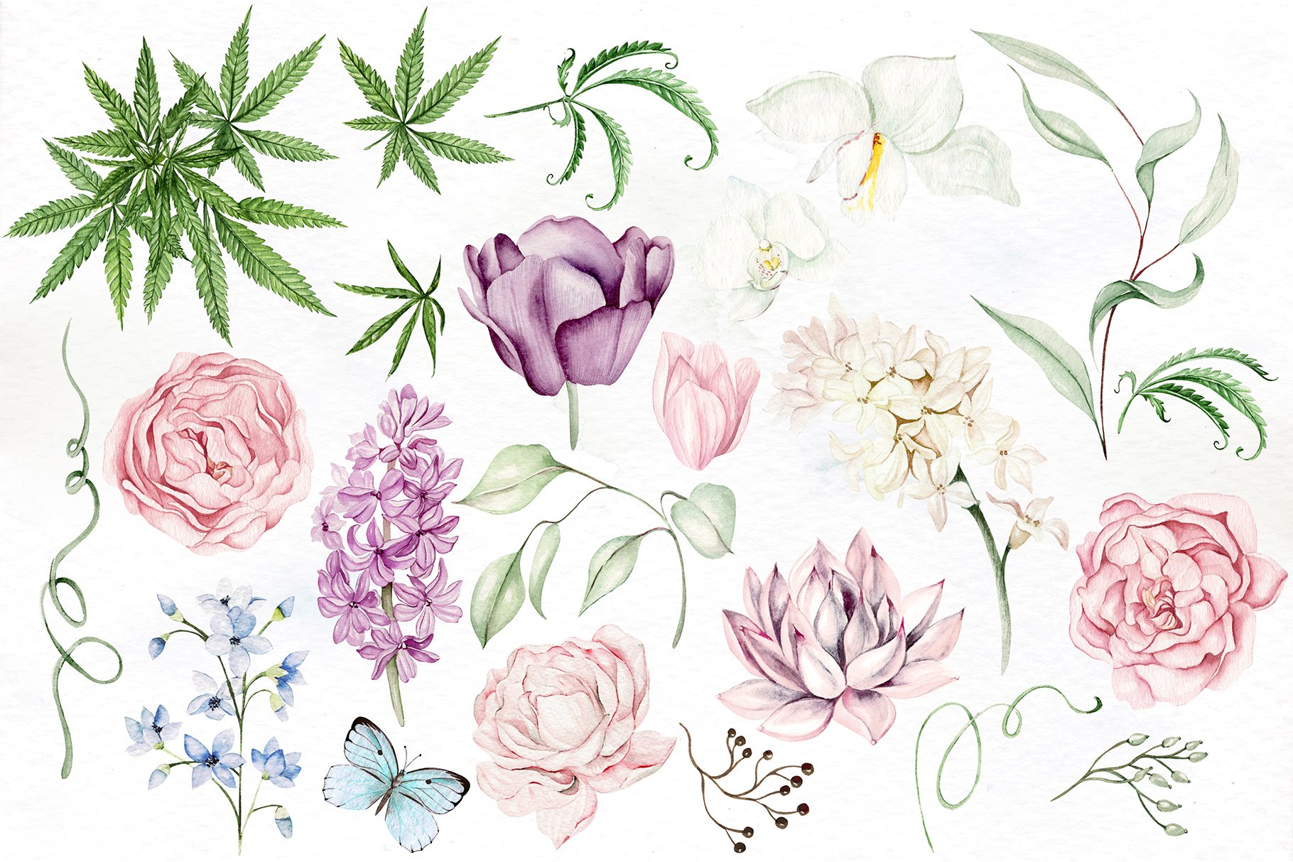 Set of flowers & cannabis.