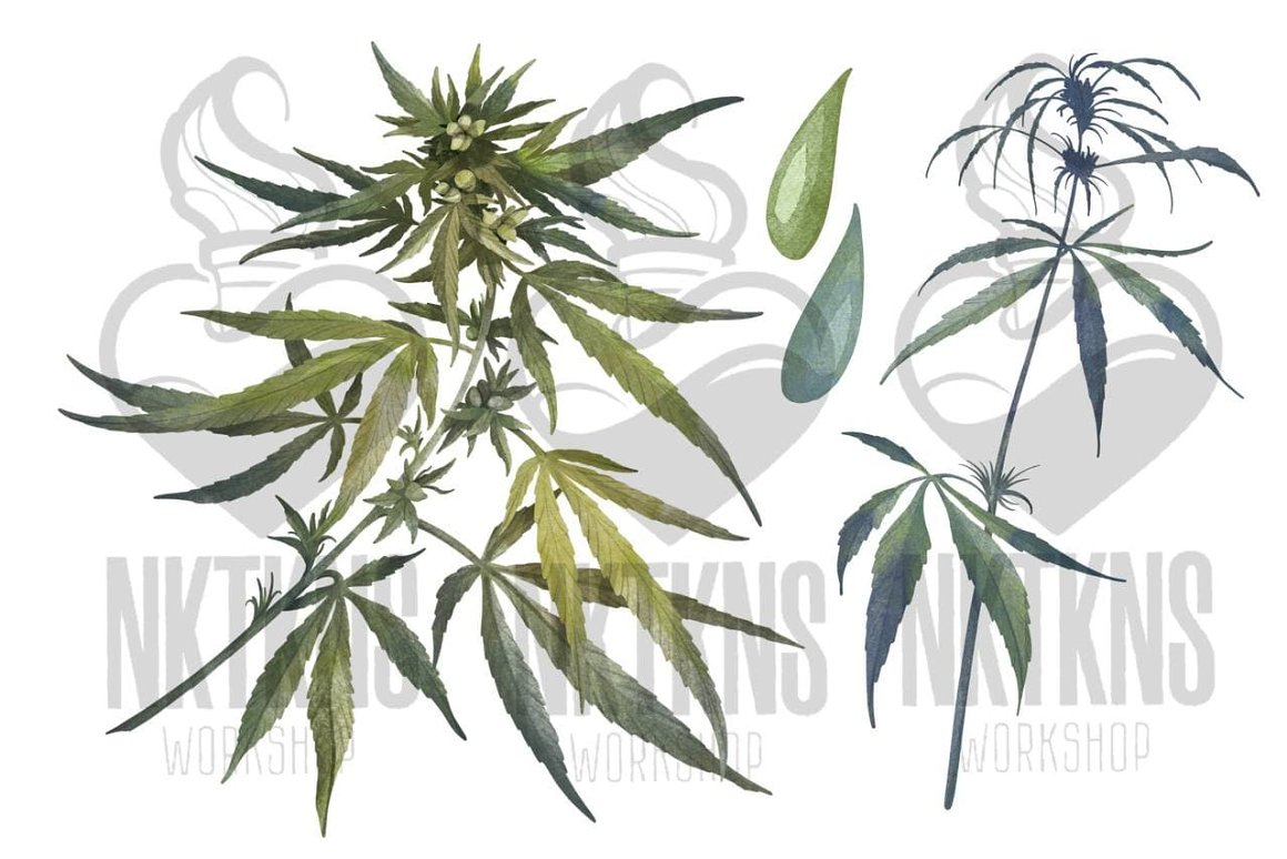 2 different watercolor marijuana plants and 2 watercolor drops.