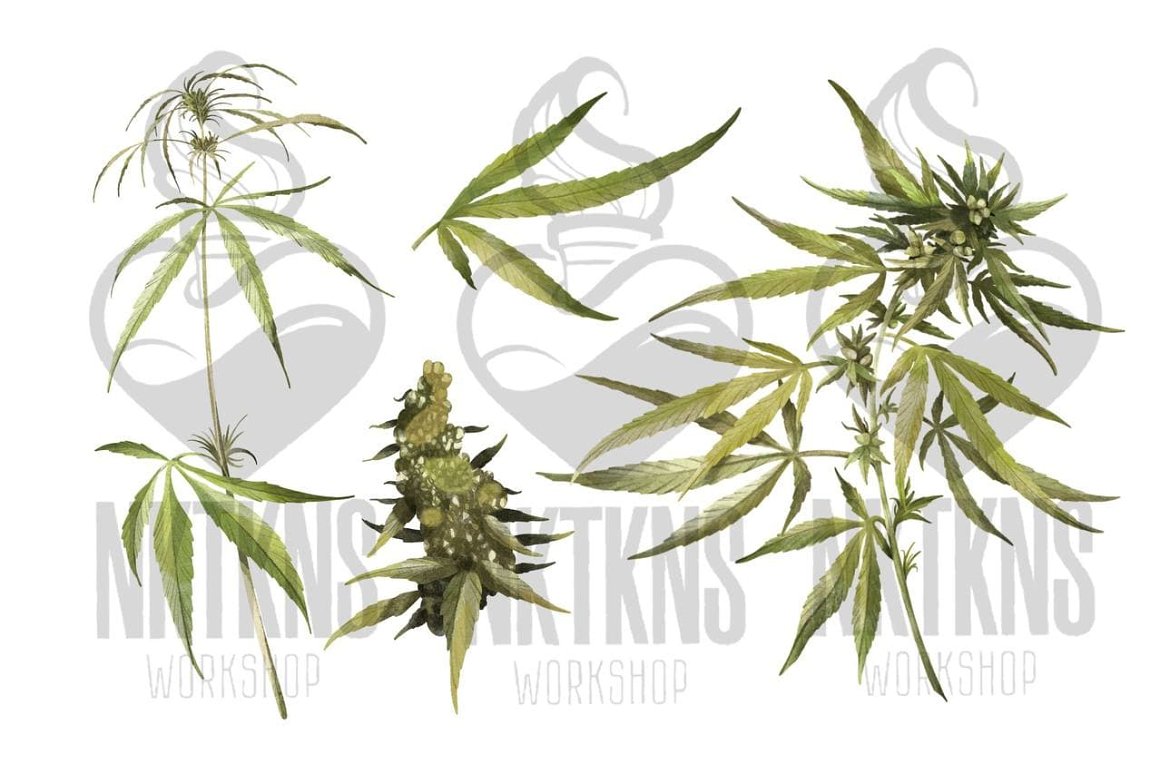 2 different watercolor marijuana plants and 2 watercolor marijuana leaves.