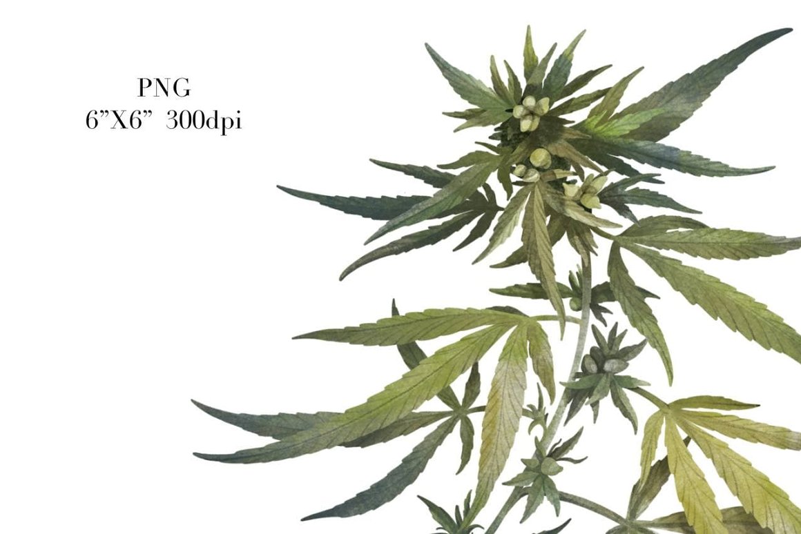 Marijuana watercolor plant and the black lettering "PNG 6"x6" 300 dpi" on a white background.