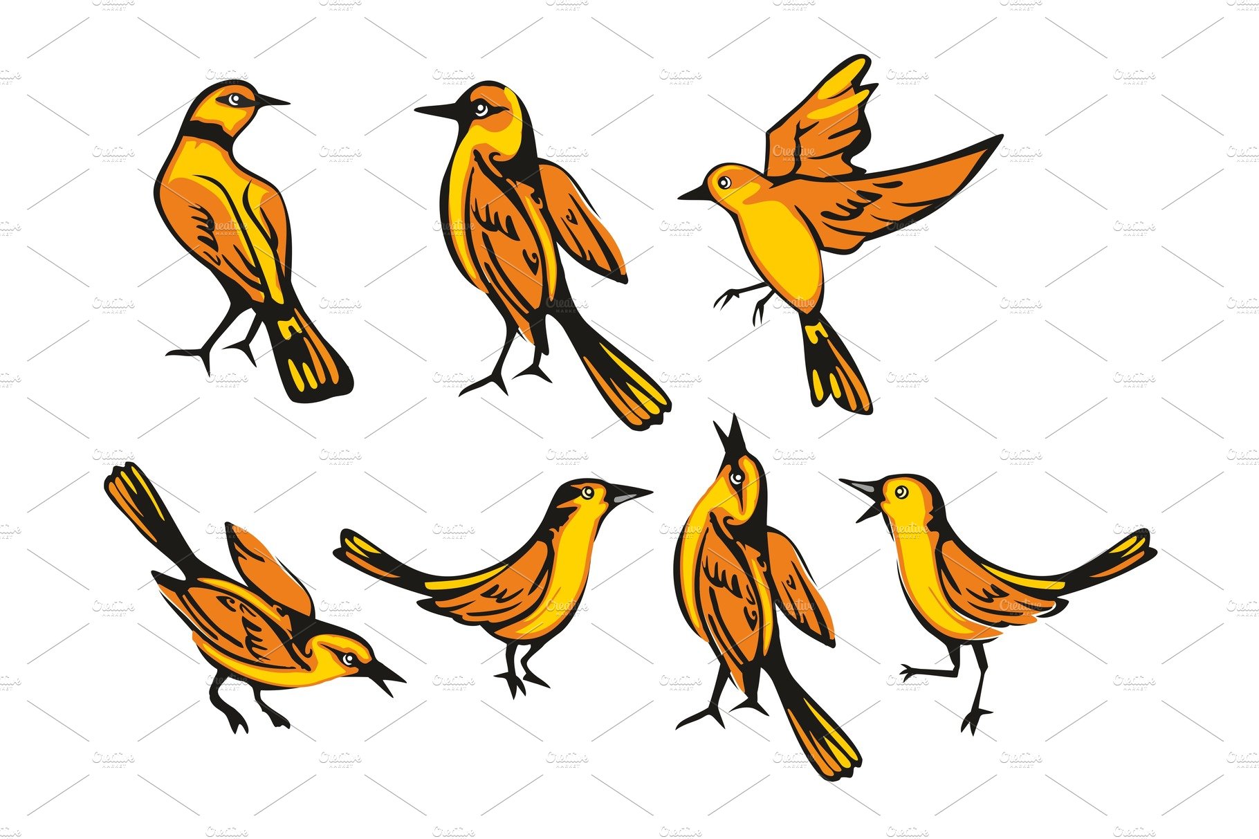 Diverse of orange oriole birds.