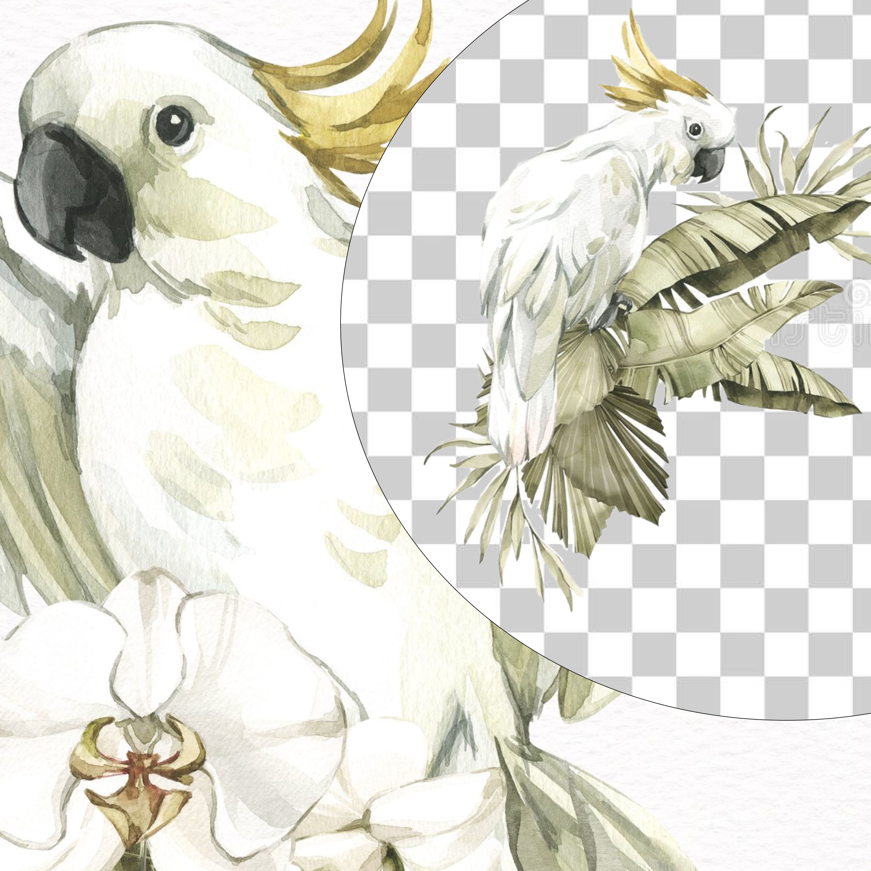 WHITE COCKATOOS with tropical leaves. Watercolor PNG clipart cover.