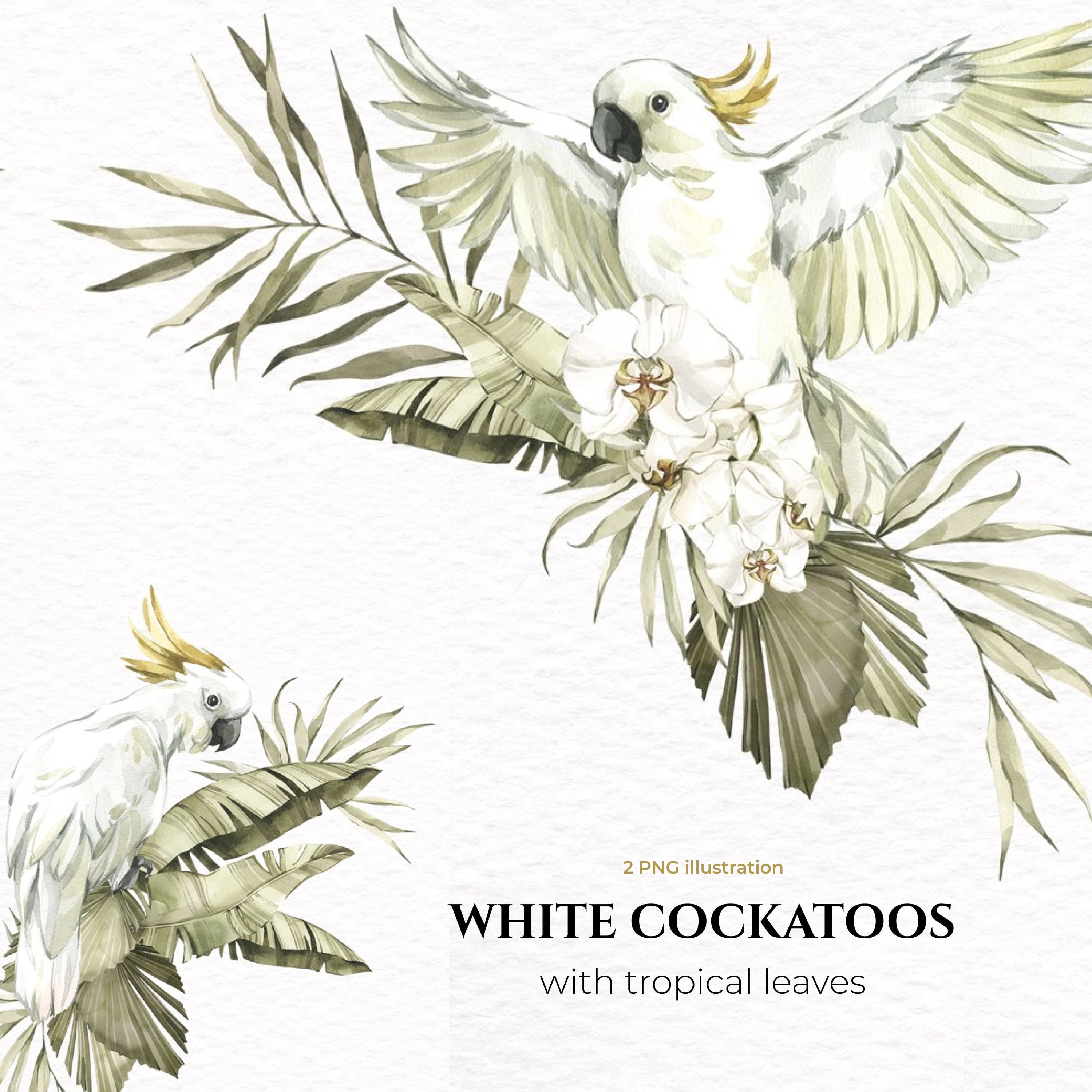 WHITE COCKATOOS with tropical leaves. Watercolor PNG clipart.