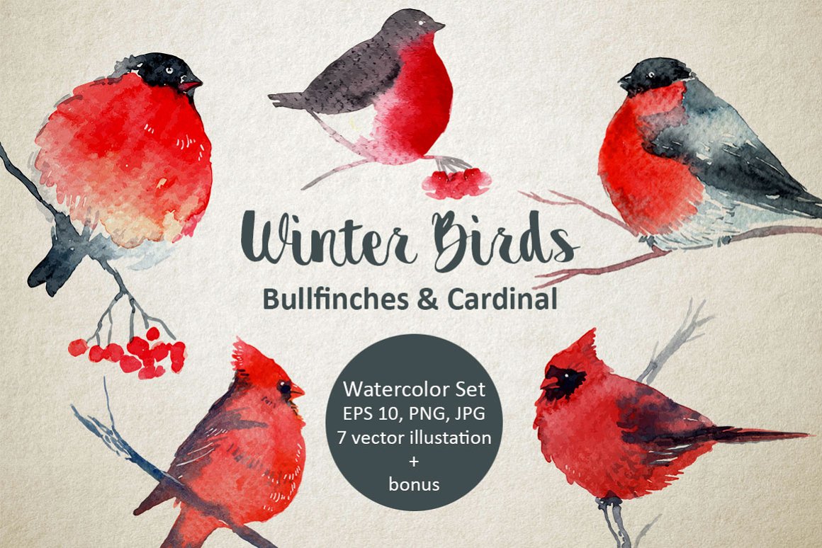 Red winter birds.