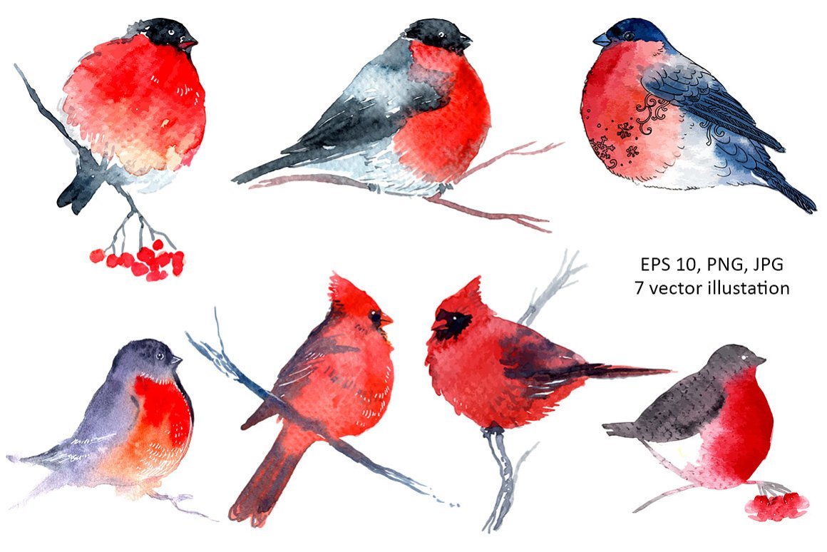 Diverse of winter red birds.