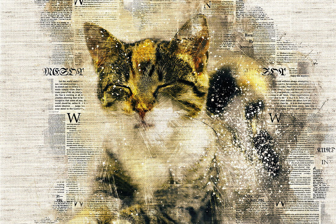 Bundle of 12 Kittens HQ Graphics Ready to Print with Text Style facebook image.