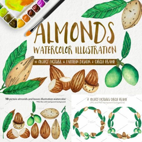 Almonds Watercolors Illustration.