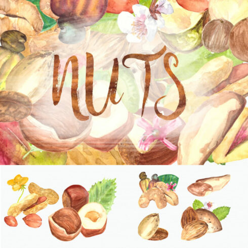 Nuts - Watercolor Clip Art Set.