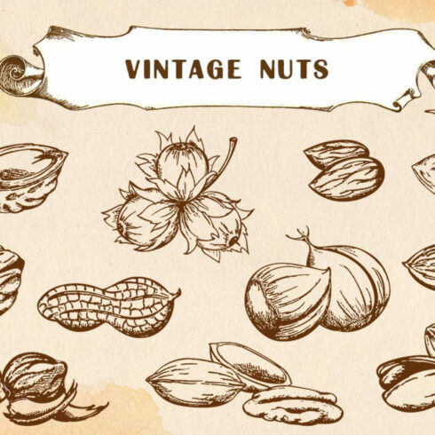 Set of Hand Drawn Vintage Nuts.