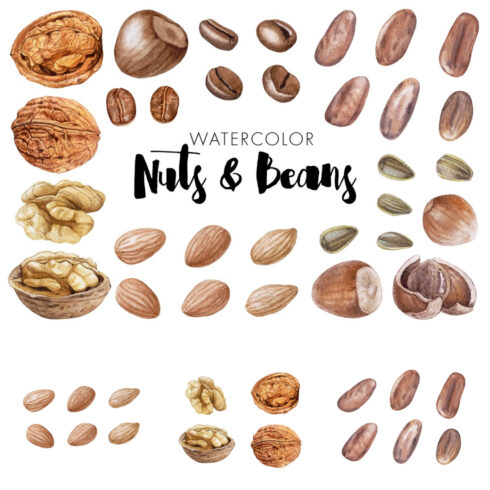 Watercolor Nuts & Beans.