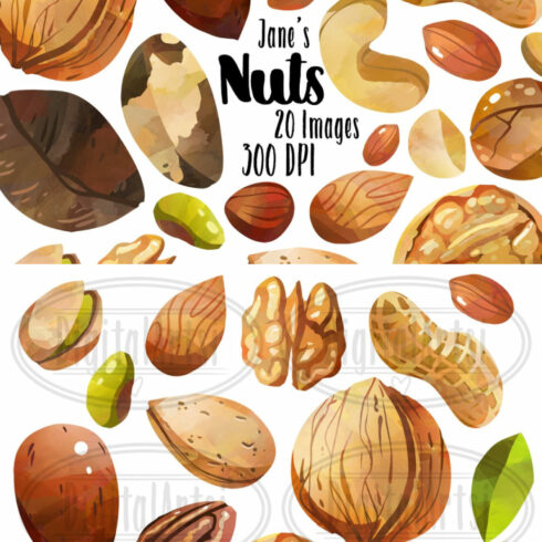 Watercolor Nuts Clipart.