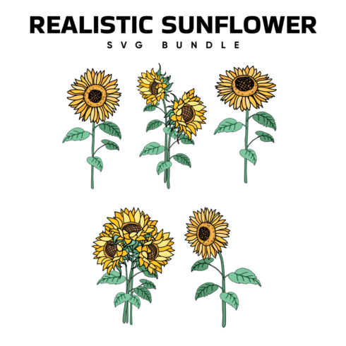 Realistic Sunflower SVG.