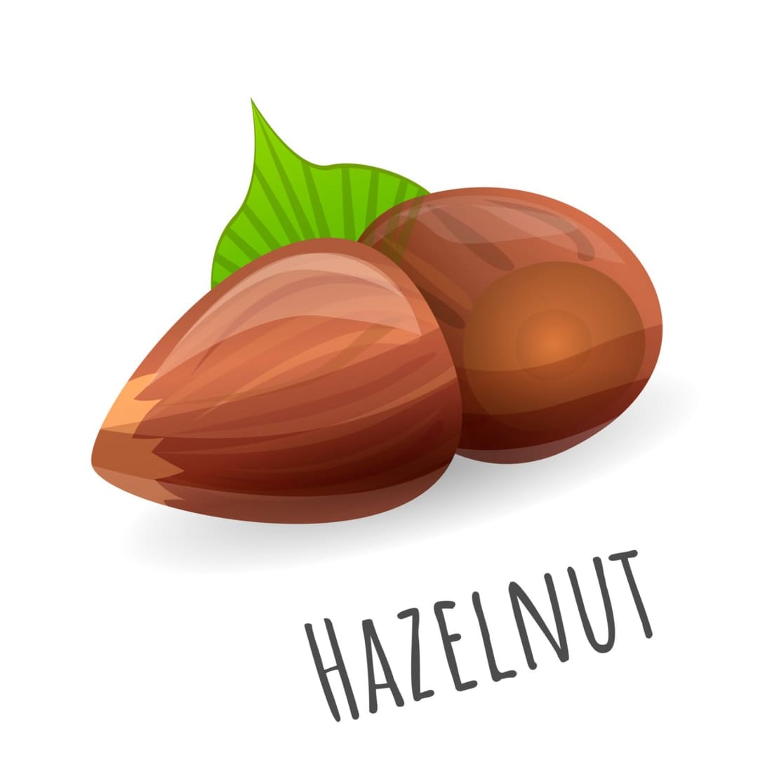 Hazelnut Icon, Cartoon Style Cover.
