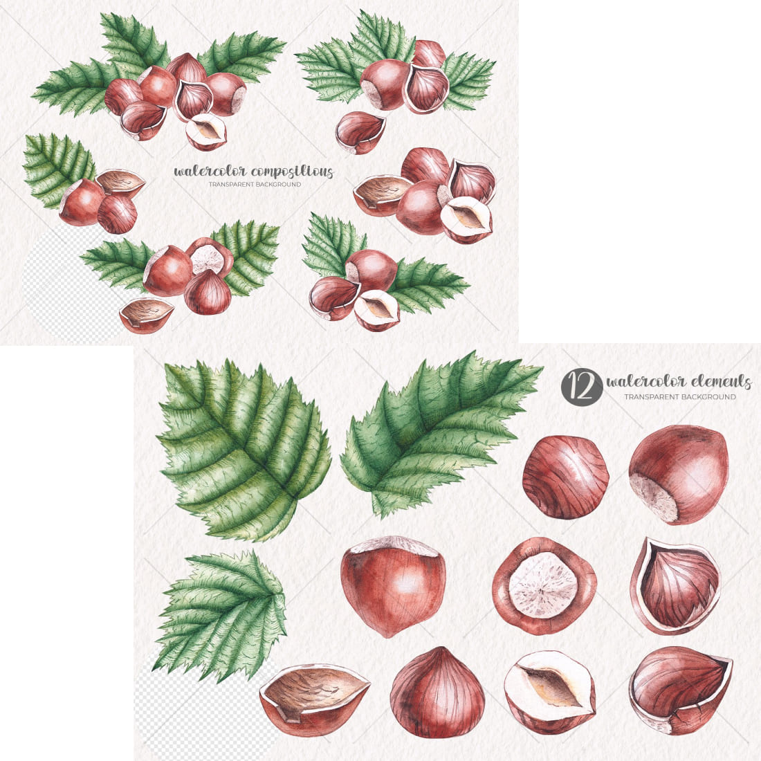 Watercolor Hazelnuts / Watercolor Clipart Png Cover.