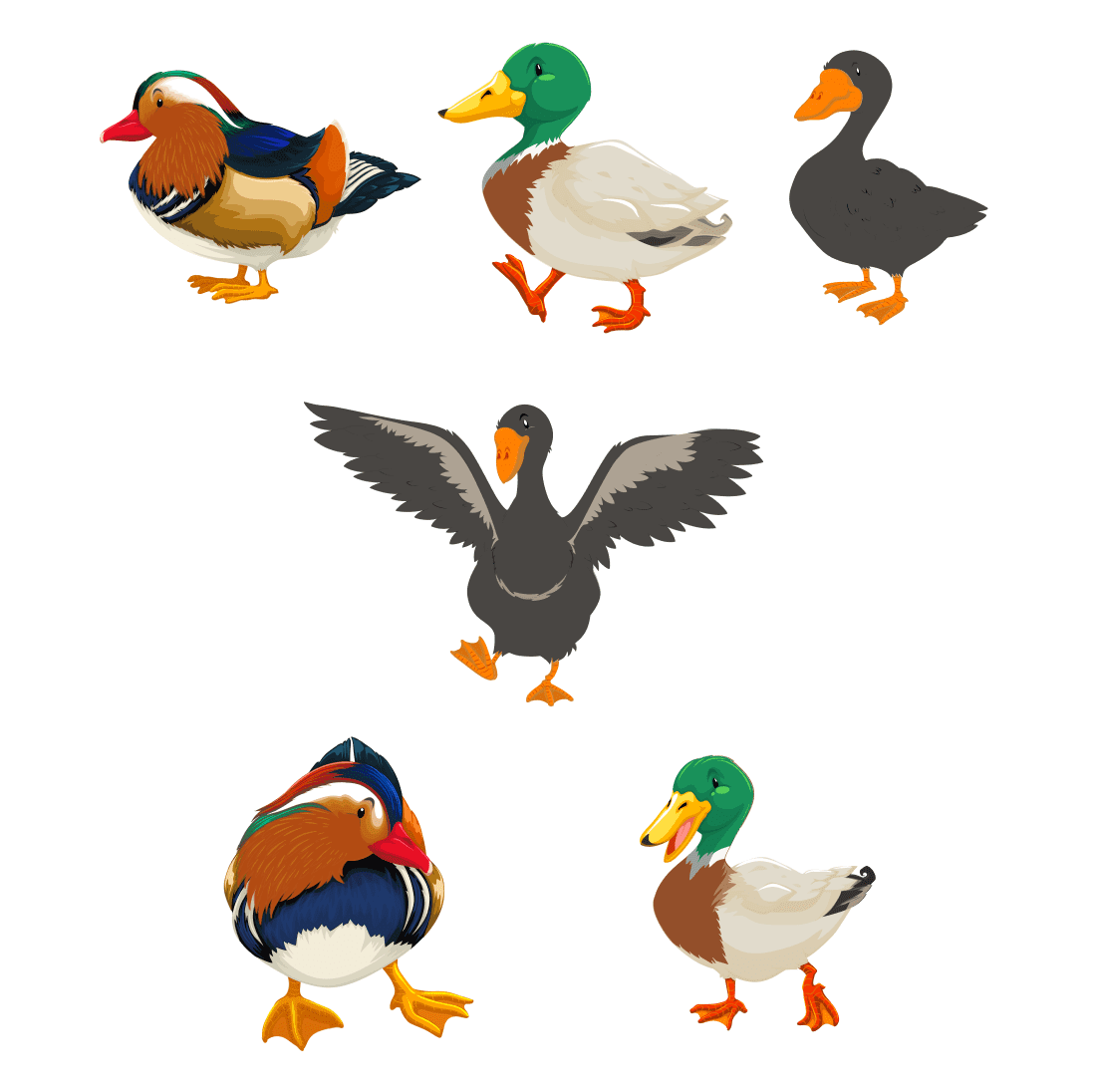 Bundle of adorable mallard duck images.