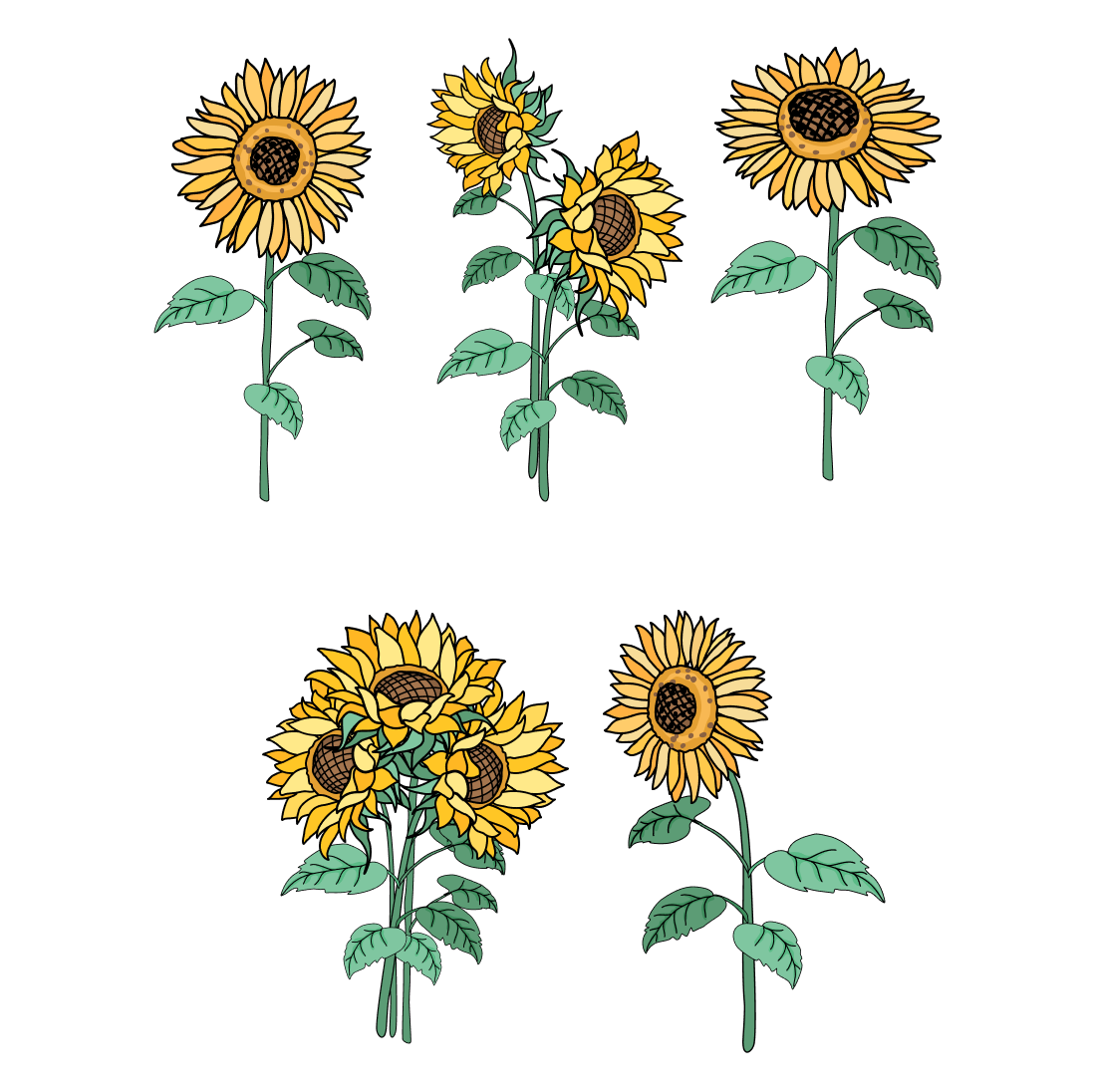 Realistic Sunflower SVG cover.