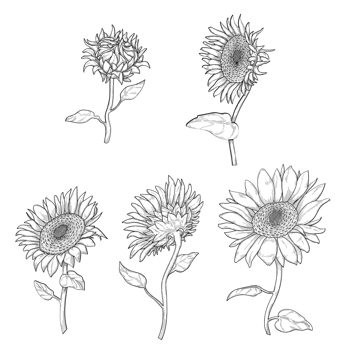 Sunflower Outline SVG cover.