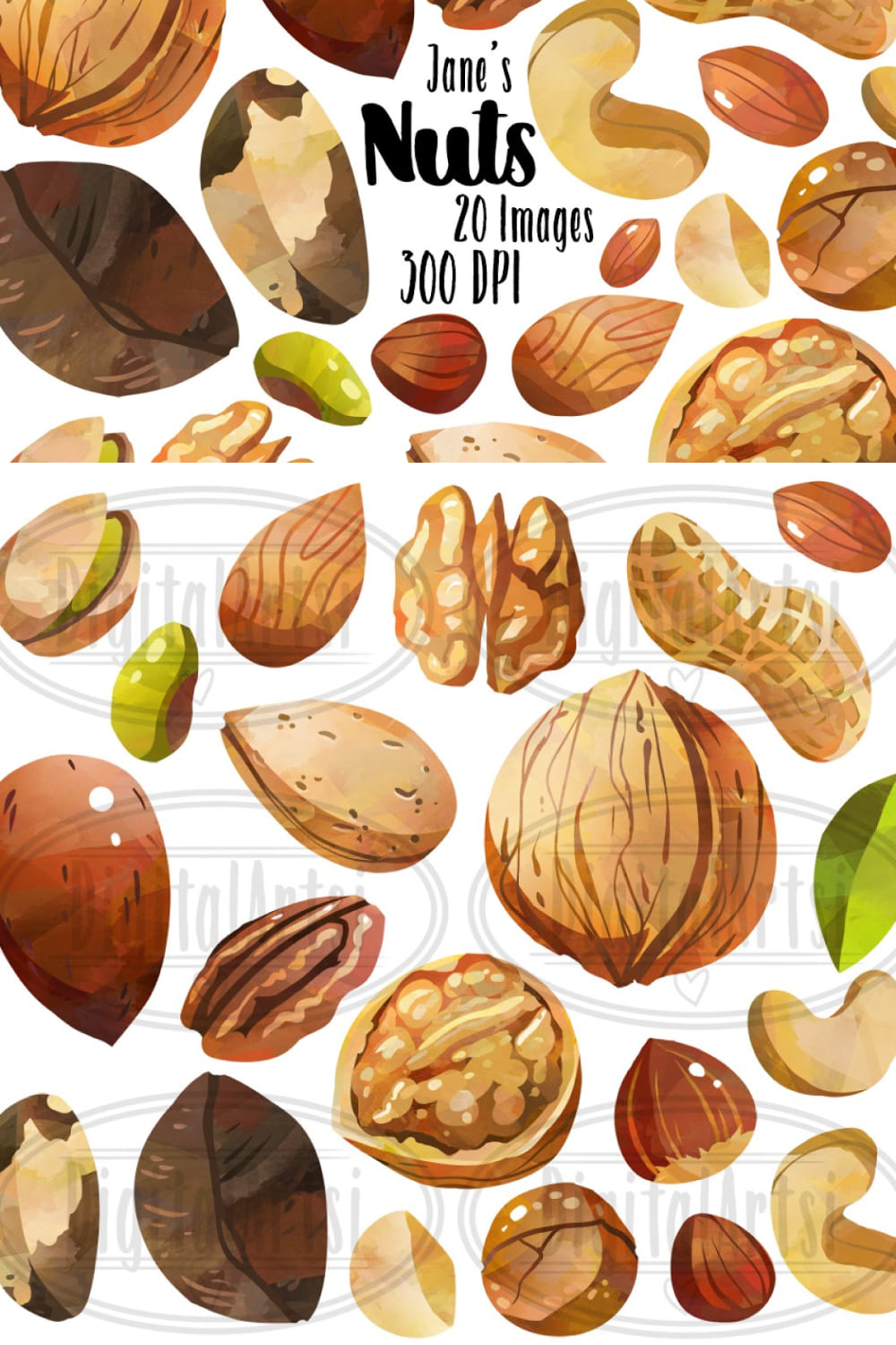 03 watercolor nuts clipart 1000x1500 197