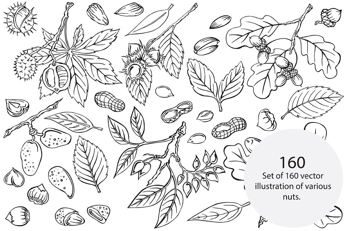 White background with the hand drawn nuts and plants.