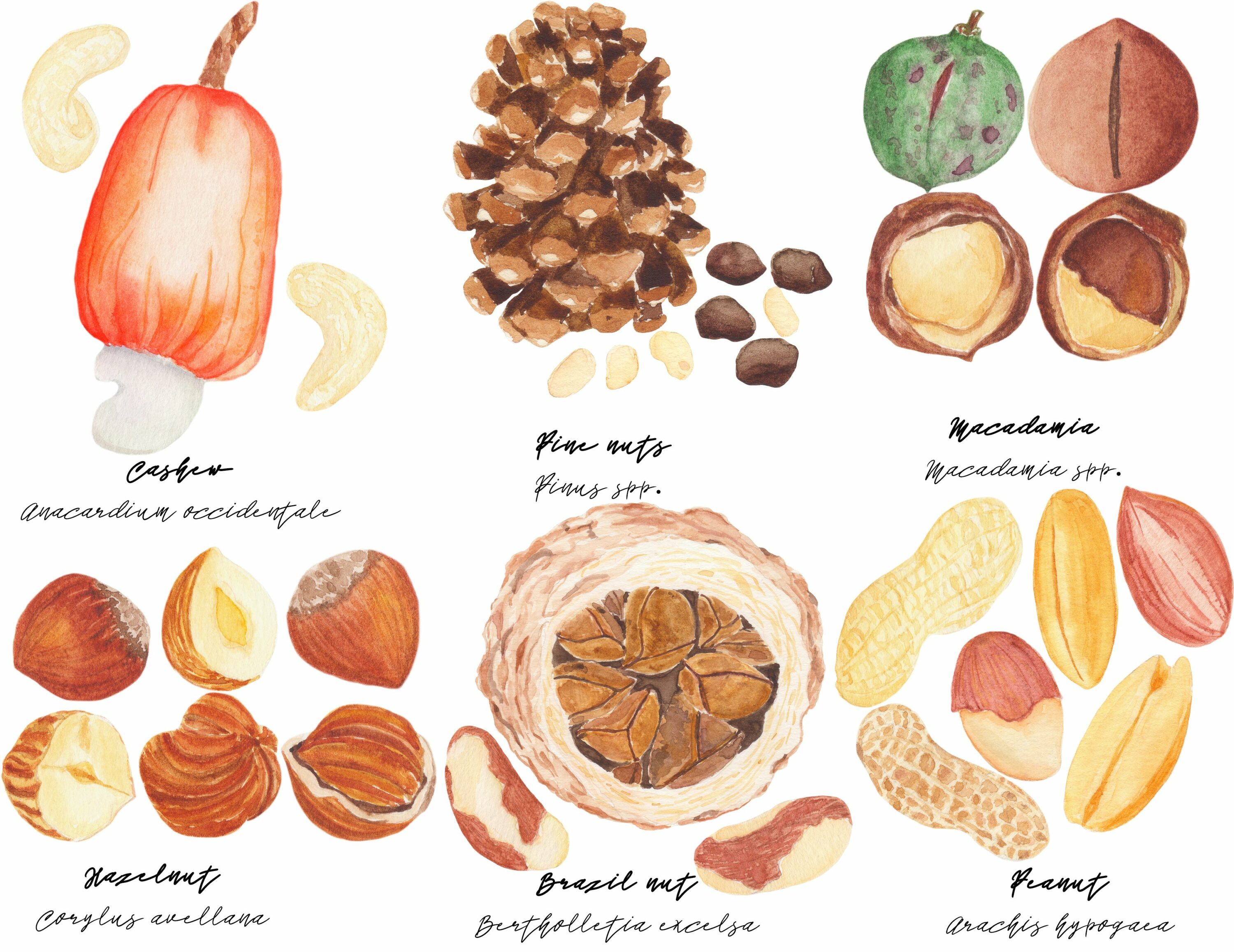 Some autumn nuts for your immunitet.