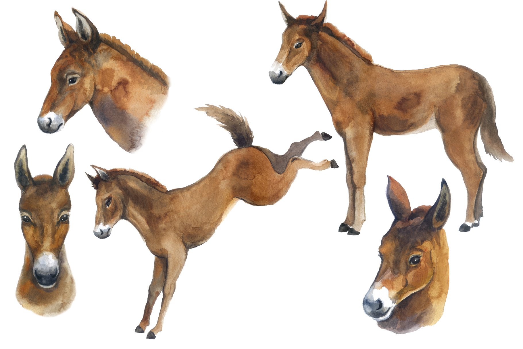 Active brown horses in a watercolor style.
