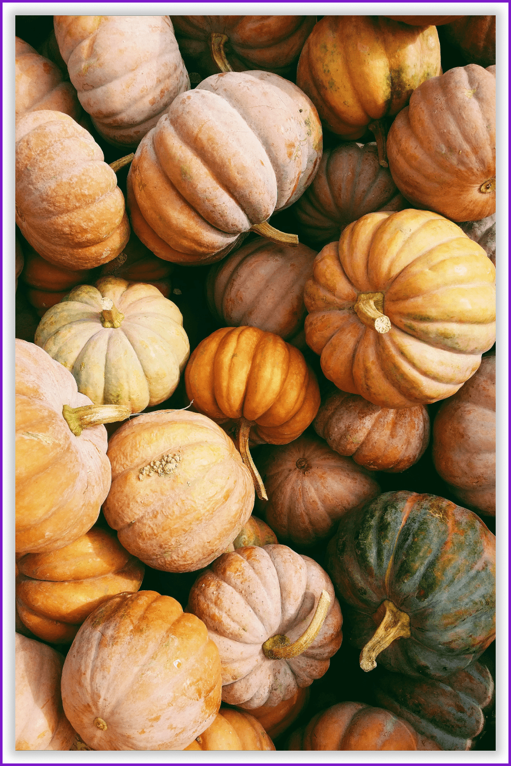 Photo of a pile of ripe pumpkins.