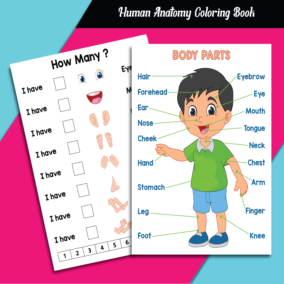 Human Anatomy Coloring Book Interior preview image.