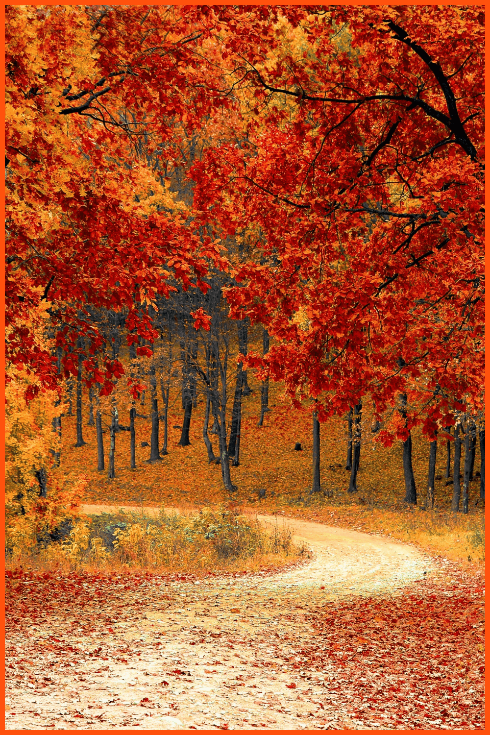 Autumn forest with a road along yellow and red trees.