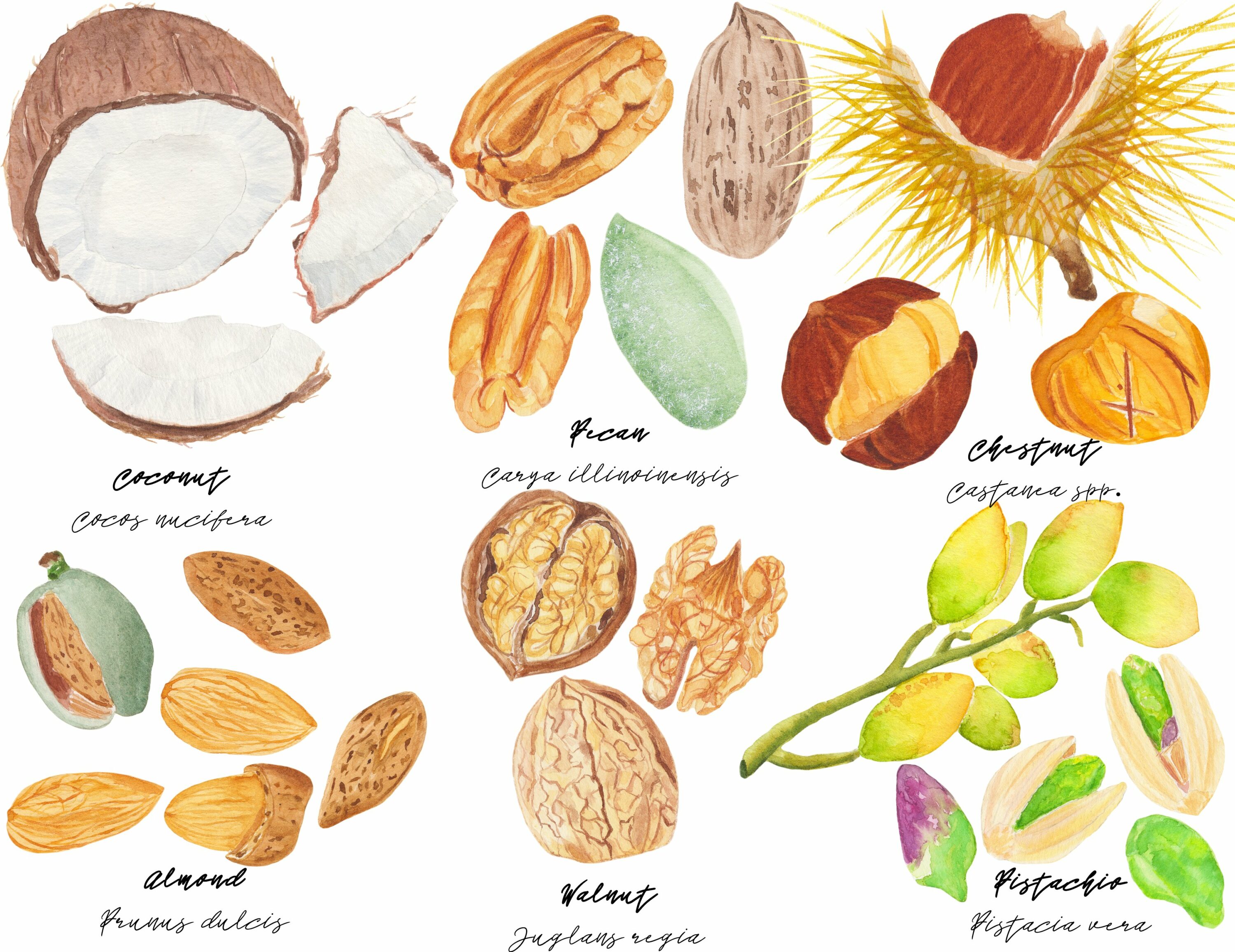 Pastel nuts in the different styles and from the different parts of the worlds.