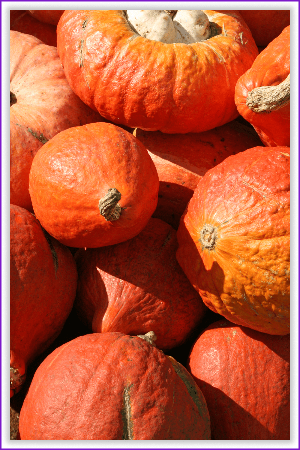 Photo of a bunch of bright orange pumpkins.