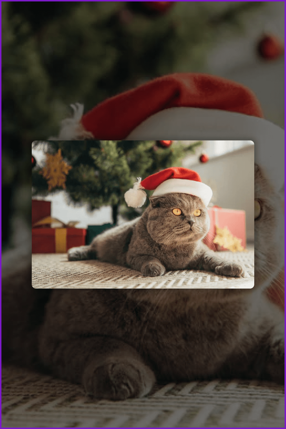 Photo of a gray Scottish cat in a red Santa Claus hat.