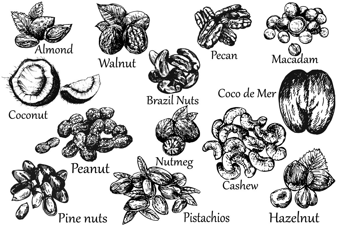 Black and white nuts illustration.