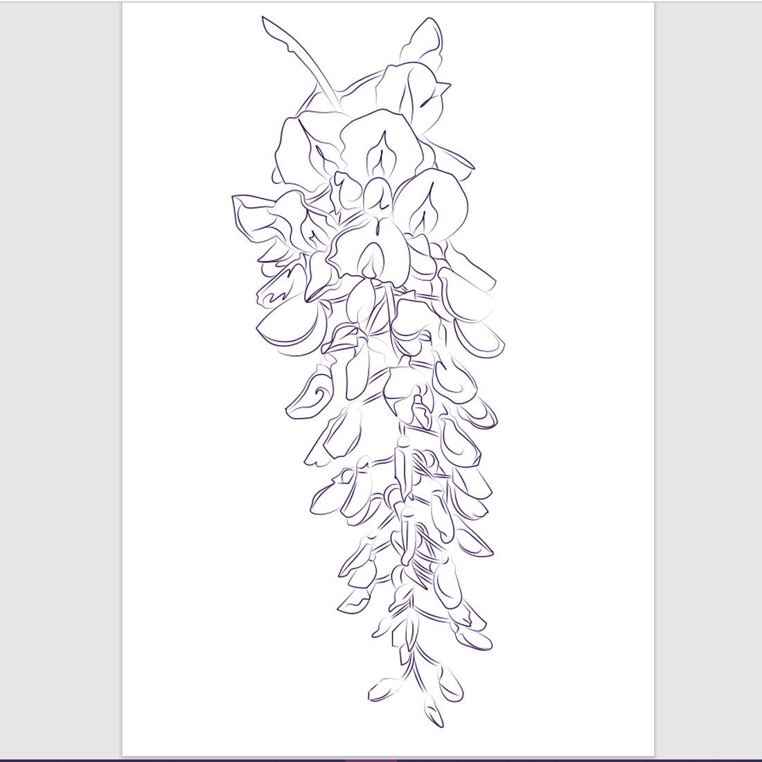Wisteria Illustration for your designs.