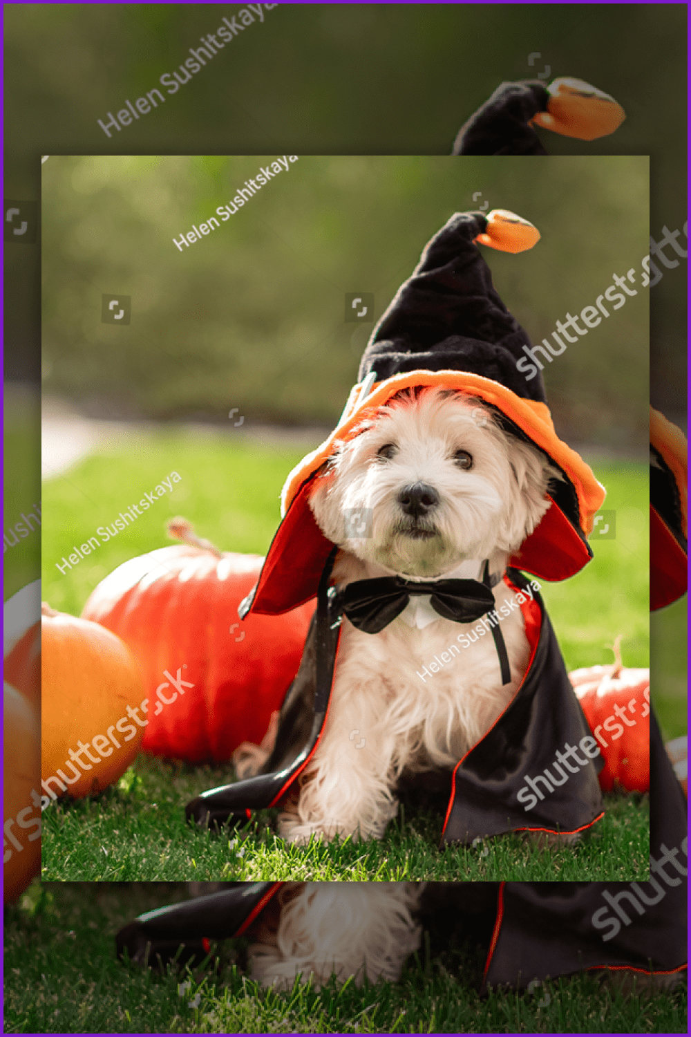 Dog dressed as a sorcerer in a meadow with pumpkins.
