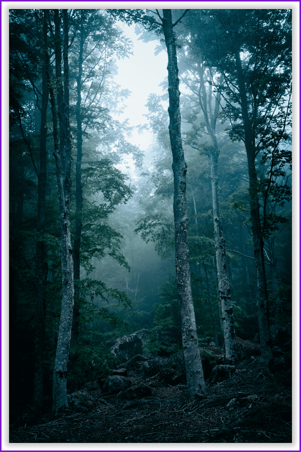 Photo of a forest with tall tree trunks in the fog.