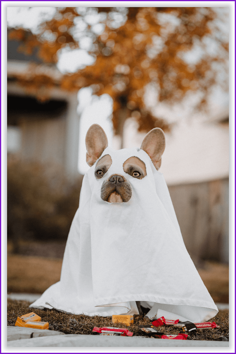 A little dog in a ghost costume.