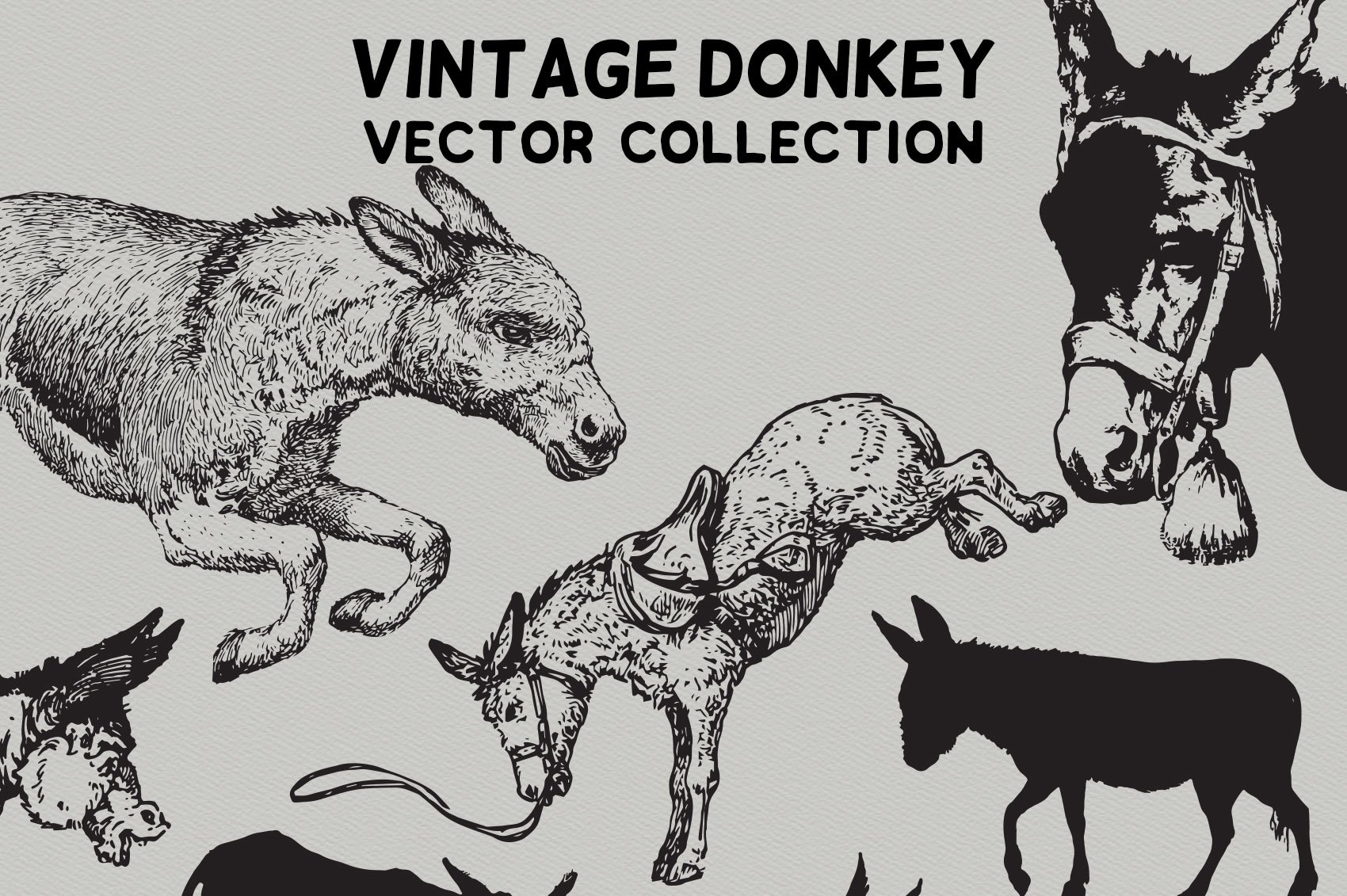 Vintage illustration with donkeys.