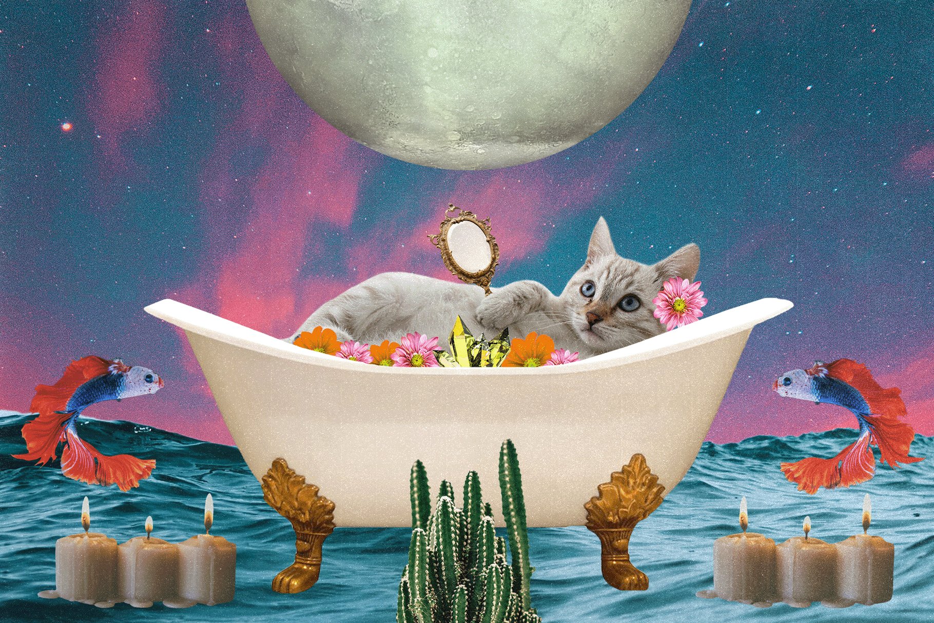 Funny cat in a bath.