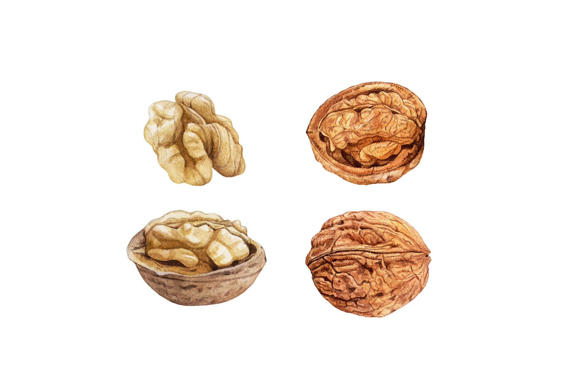 Few conditions of the walnut.