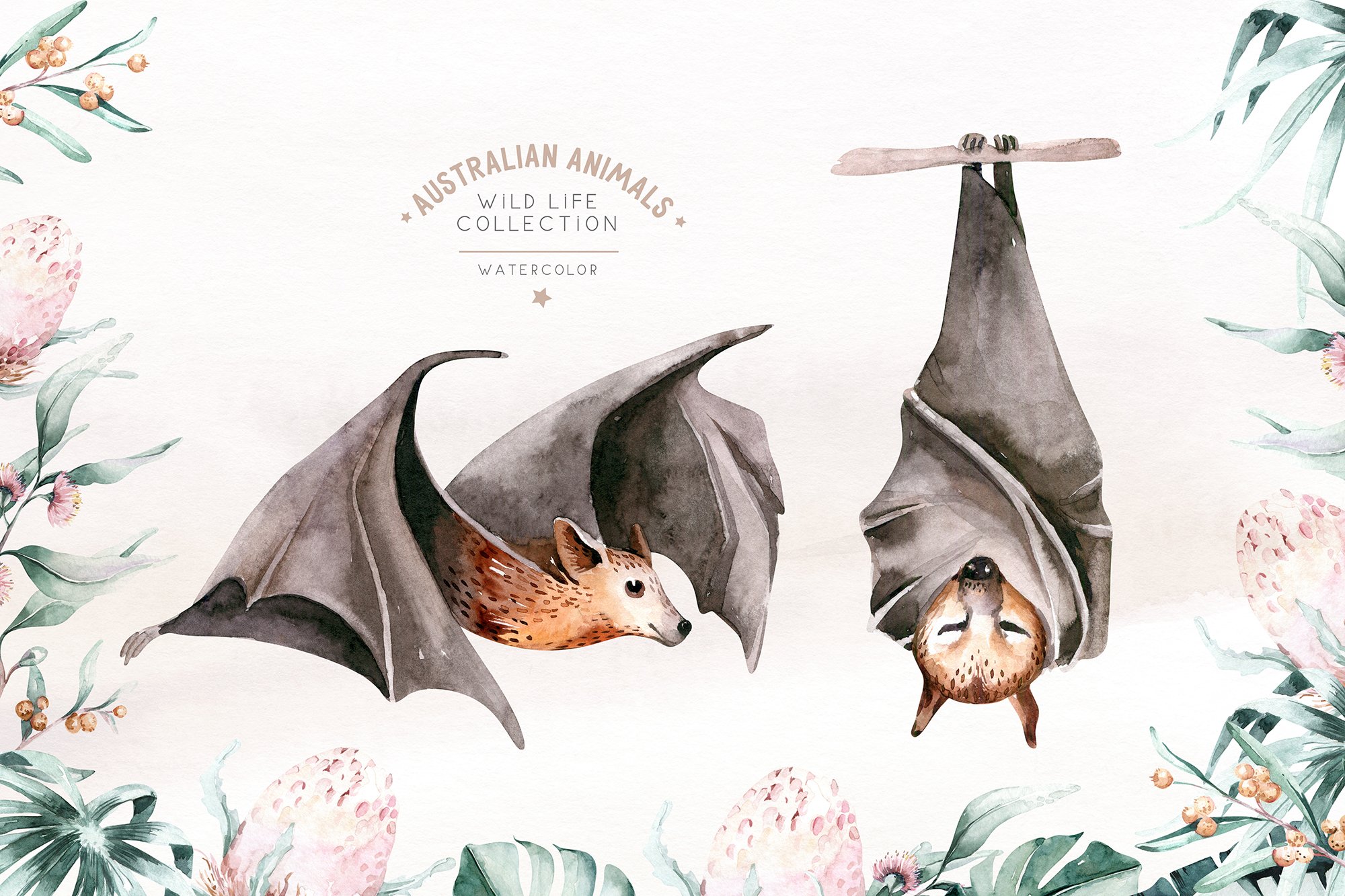 Cool bat for your Australian illustration.