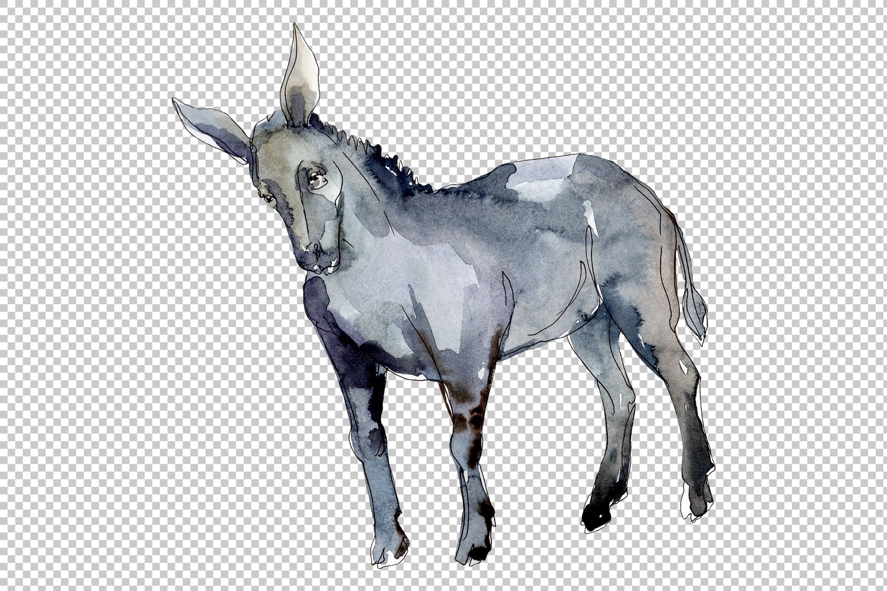 Active grey watercolor horse is ready for your illustration.