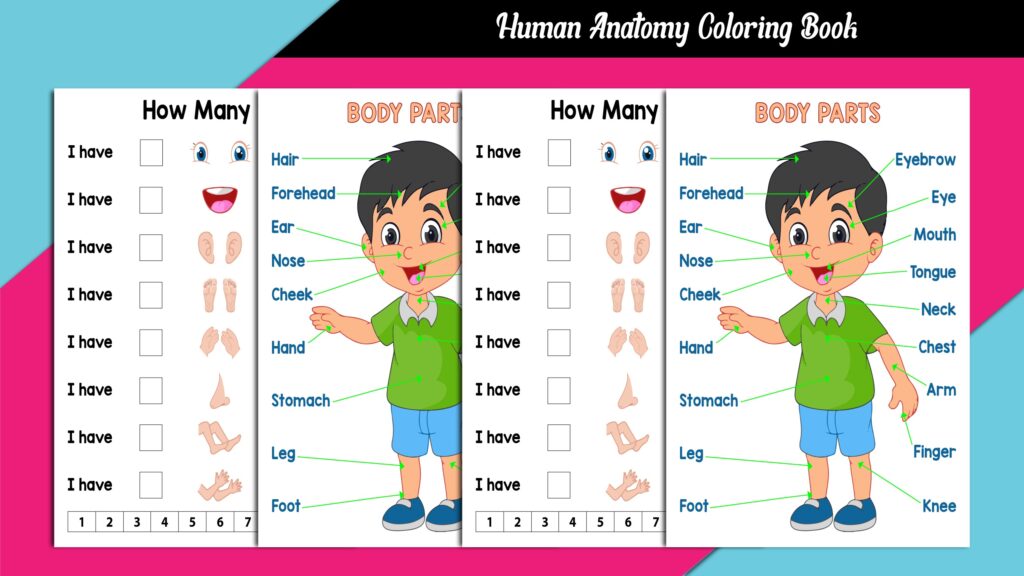 Human Anatomy Coloring Book Interior. Biology Diagrams