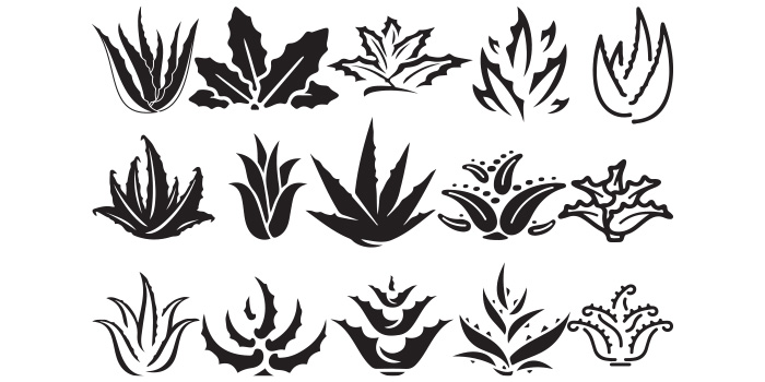 Set of gorgeous aloe vera vector images.