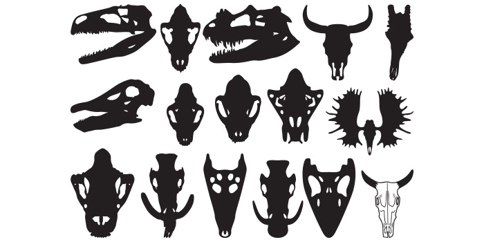 Set of different animal heads and horns.