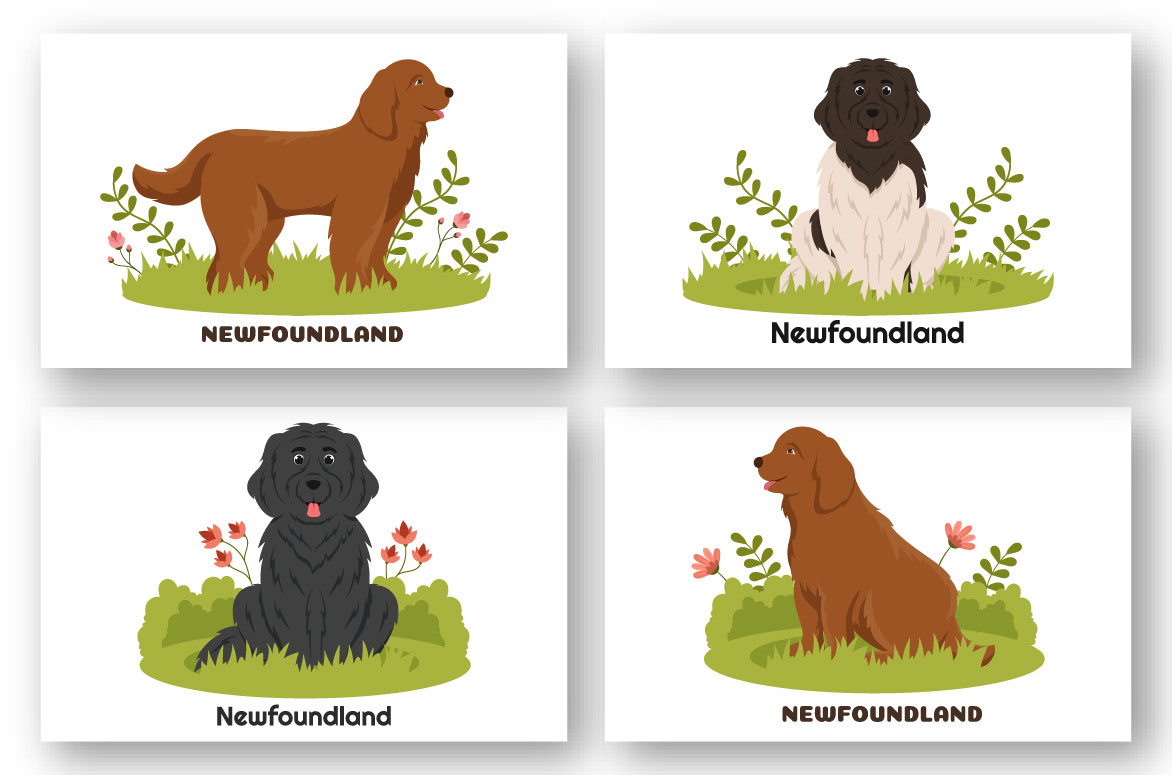 Newfoundland Dog Illustration preview image.