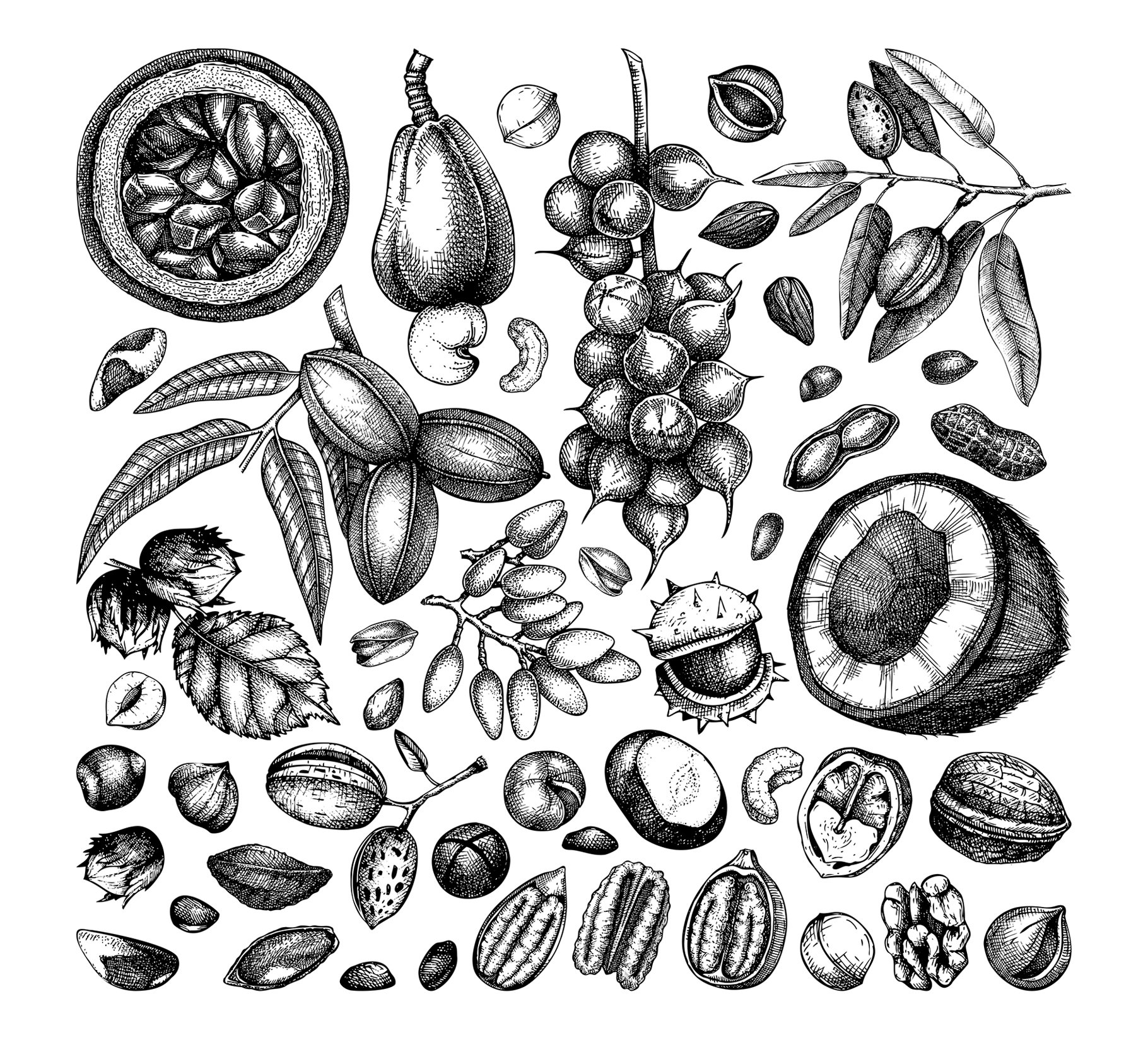 Hand drawn nuts and fruits.